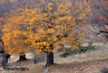 گزارش تصویری از فصل پاییز در جنگل ابر شاهرود